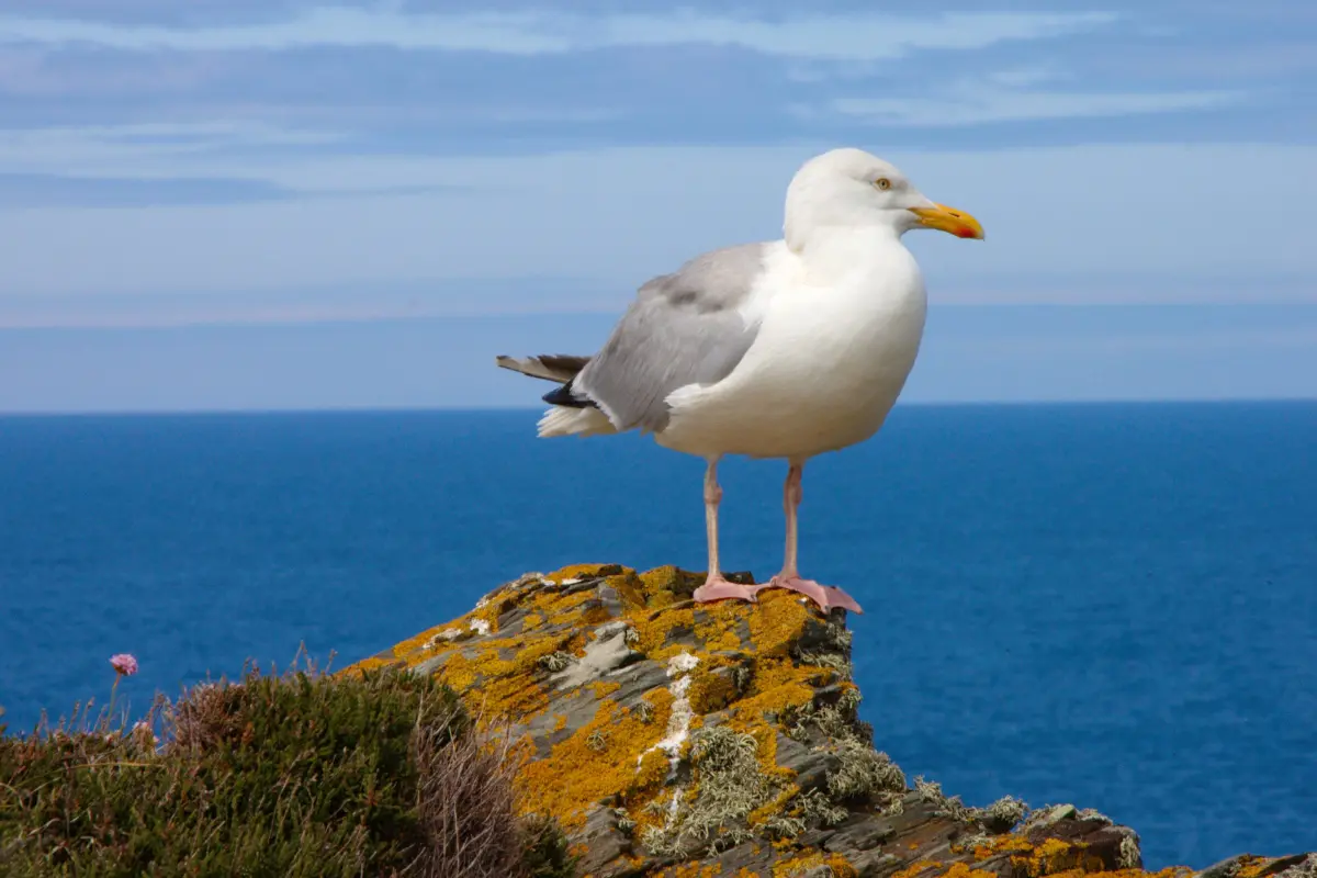 Cornwall's Wildlife